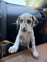 Shadow , a male Dalmatian for sale in Conroe, TX – 4 of 4