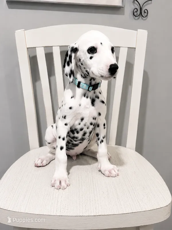 Rex – Dalmatian puppy for sale in Conroe, TX