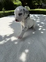 Shadow, a male Dalmatian for sale in Conroe, TX – 2 of 6