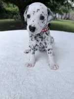 Rusty, a male Dalmatian for sale in Conroe, TX – 1 of 3