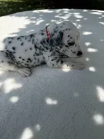 Rusty, a male Dalmatian for sale in Conroe, TX – 3 of 3