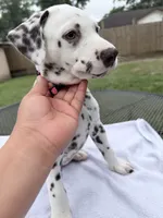 Hazel , a female Dalmatian for sale in Conroe, TX – 4 of 4