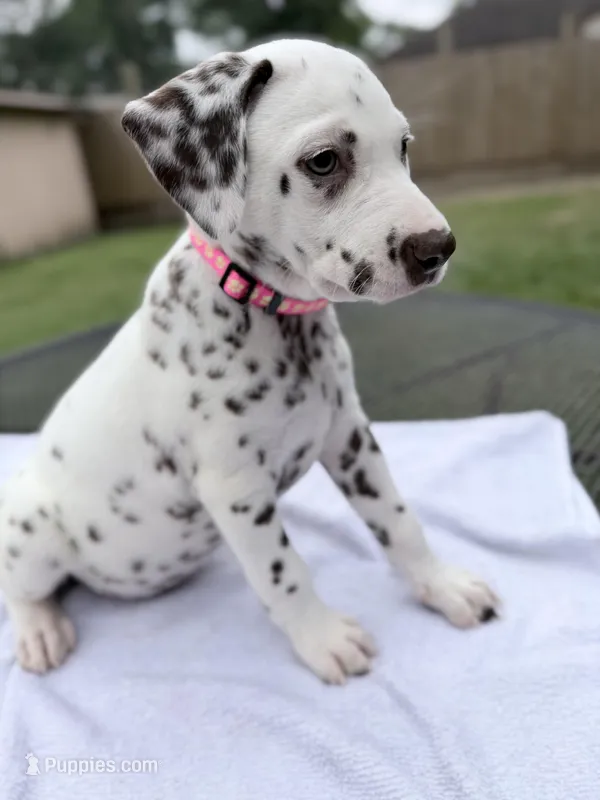 Hazel  – Dalmatian puppy for sale in Conroe, TX