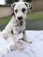 Hazel , a female Dalmatian for sale in Conroe, TX – 2 of 4