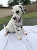 Hazel , a female Dalmatian for sale in Conroe, TX – 3 of 4