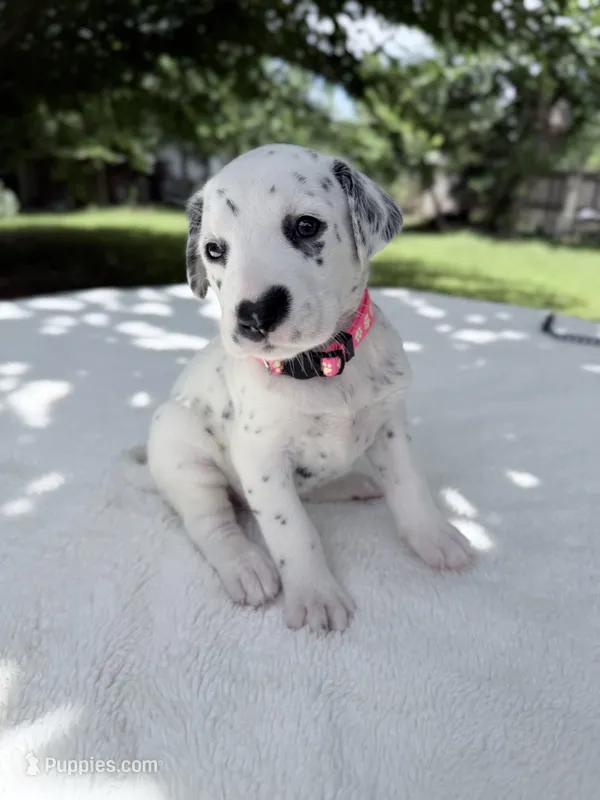 Blush – Dalmatian puppy for sale in Conroe, TX