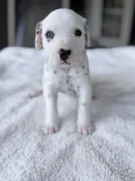 Honey, a female Dalmatian for sale in Conroe, TX – Photo 2 of 4