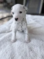 Honey, a female Dalmatian for sale in Conroe, TX – Photo 3 of 4