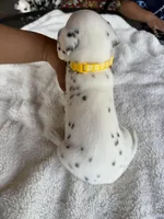 Honey, a female Dalmatian for sale in Conroe, TX – Photo 4 of 4