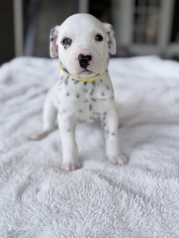 Honey – Dalmatian puppy for sale in Conroe, TX