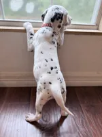 Arlo, a male Dalmatian for sale in Conroe, TX – 4 of 4