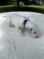Finn, a male Dalmatian for sale in Conroe, TX – 2 of 4