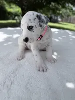 Blush, a female Dalmatian for sale in Conroe, TX – 3 of 4