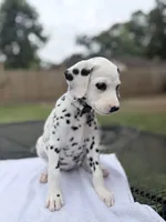 Sage, a female Dalmatian for sale in Conroe, TX – 1 of 5