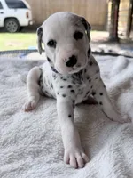 Violet, a female Dalmatian for sale in Conroe, TX – Photo 2 of 3