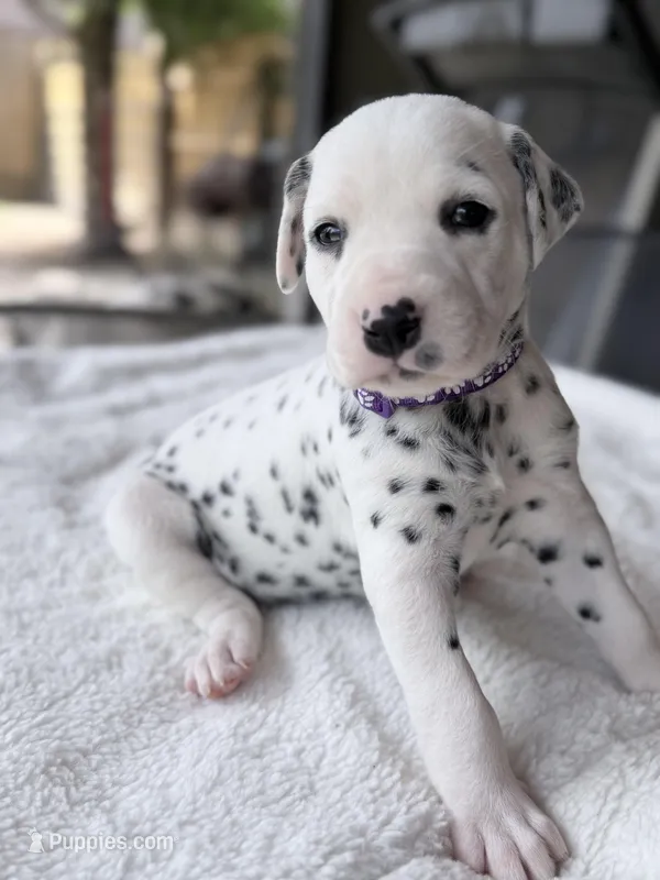 Violet – Dalmatian puppy on hold in Conroe, TX