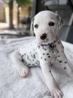 Violet, a female Dalmatian for sale in Conroe, TX – Photo 1 of 3