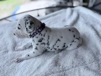 Violet, a female Dalmatian for sale in Conroe, TX – Photo 3 of 3