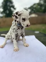 Blue, a male Dalmatian for sale in Conroe, TX – 3 of 4