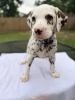 Blue, a male Dalmatian for sale in Conroe, TX – 2 of 4