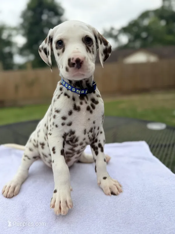 Blue – Dalmatian puppy for sale in Conroe, TX