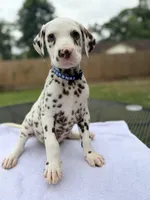 Blue, a male Dalmatian for sale in Conroe, TX – 1 of 4