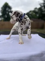 Blue, a male Dalmatian for sale in Conroe, TX – 4 of 4