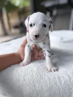 Red, a male Dalmatian for sale in Conroe, TX – Photo 2 of 4