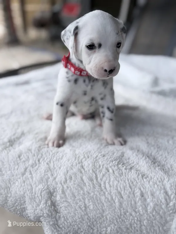 Red, a male Dalmatian for sale in Conroe, TX – Photo 1 of 4