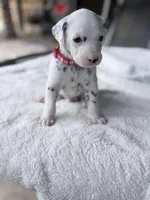 Red, a male Dalmatian for sale in Conroe, TX – Photo 1 of 4