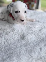 Red, a male Dalmatian for sale in Conroe, TX – Photo 3 of 4