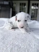 Red, a male Dalmatian for sale in Conroe, TX – Photo 4 of 4