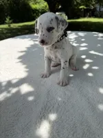 Shadow, a male Dalmatian for sale in Conroe, TX – 1 of 6