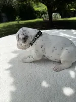 Shadow, a male Dalmatian for sale in Conroe, TX – 6 of 6