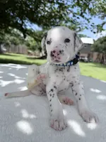 Finn, a male Dalmatian for sale in Conroe, TX – 4 of 4