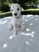 Violet , a female Dalmatian for sale in Conroe, TX – 2 of 2