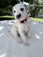 Blush, a female Dalmatian for sale in Conroe, TX – 2 of 4