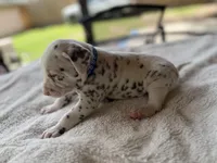 Blue , a male Dalmatian for sale in Conroe, TX – Photo 4 of 4