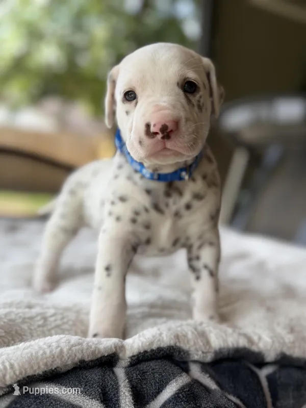 Blue , a male Dalmatian for sale in Conroe, TX – Photo 1 of 4