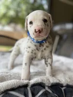 Blue , a male Dalmatian for sale in Conroe, TX – Photo 1 of 4