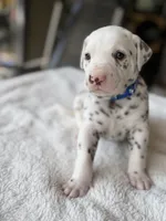 Blue , a male Dalmatian for sale in Conroe, TX – Photo 3 of 4