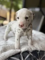 Blue , a male Dalmatian for sale in Conroe, TX – Photo 2 of 4