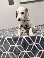 Rex, a male Dalmatian for sale in Conroe, TX – 5 of 5