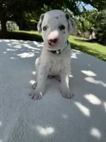 Rio, a male Dalmatian for sale in Conroe, TX – 3 of 3