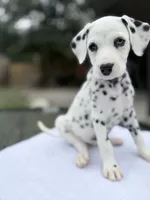 Sage, a female Dalmatian for sale in Conroe, TX – 4 of 5