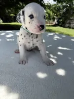 River, a male Dalmatian for sale in Conroe, TX – 2 of 3