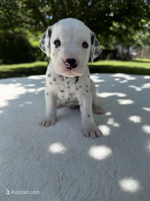 River – Dalmatian puppy for sale in Conroe, TX