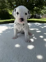 River, a male Dalmatian for sale in Conroe, TX – 1 of 3