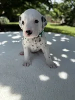 River, a male Dalmatian for sale in Conroe, TX – 3 of 3