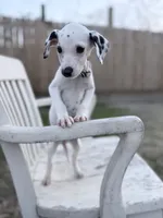 Bella, a  Dalmatian for sale in Conroe, TX – Photo 1 of 4